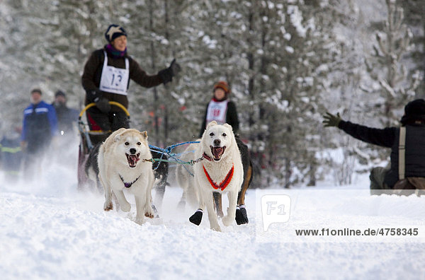 Alaskan Huskys  rennende Schlittenhunde  Hundegespann  Hundeschlittenfahren  Mushing  Carbon Hill Hundeschlittenrennen  Mount Lorne  in der Nähe von Whitehorse  Yukon Territorium  Kanada