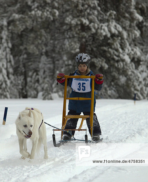Sled dog  Alaskan Husky  young boy on a dog sled  kick sled  dog sledding  mushing  Carbon Hill dog sled race  Mt. Lorne  near Whitehorse  Yukon Territory  Canada