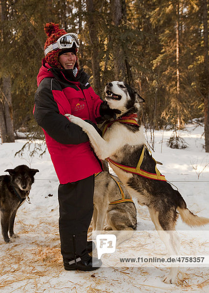 Junge Frau  Hundeschlittenführerin beim Spielen mit Schlittenhund im Geschirr  Alaskan Husky  Yukon Territory  Kanada