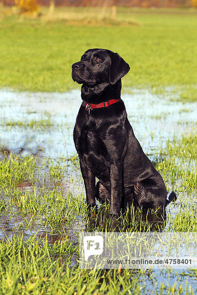 Aufmerksamer schwarzer Labrador Retriever  Rüde  sitzt im Wasser auf nasser Wiese