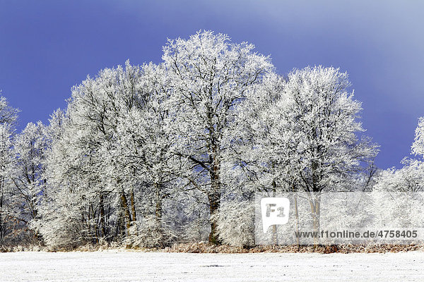 Bäume mit Raureif in Winterlandschaft  Naturschutzgebiet Oberalsterniederung  Wakendorf  Schleswig-Holstein  Deutschland  Europa