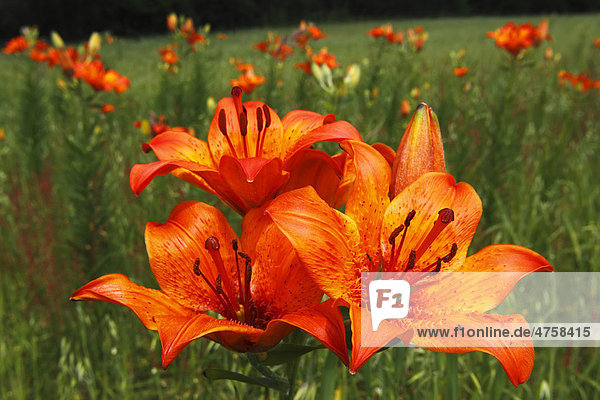 Flowering Orange Lilies Or Fire Lilies Lilium Bulbiferum Along The Field Lily Path Of Govelin Goehrde Wendland Luechow Dannenberg Lower Saxony Germany Europe