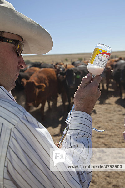 Calf vaccination on the Bohart Ranch  Yoder  Colorado  USA