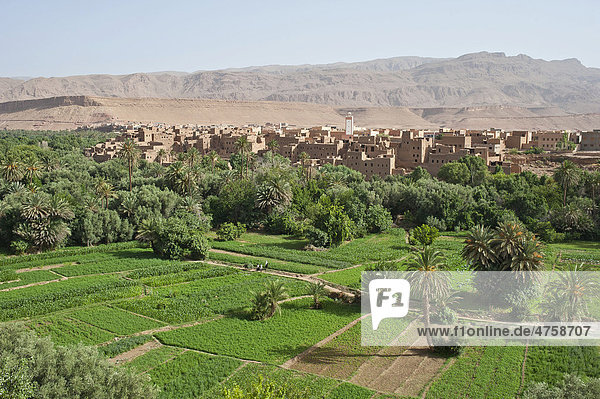Oasenlandschaft mit Feldern und Lehmdorf mit Moschee  Hoher Atlas  Tinerhir  Marokko  Afrika