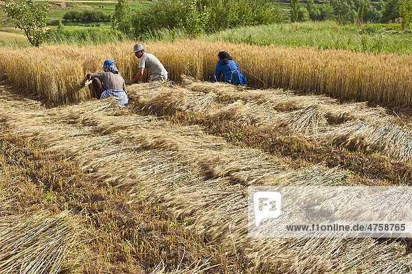 Drei Berber ernten auf ihrem Feld mit Sicheln Getreide  das geerntete Getreide wird auf dem abgeernteten Feld zum Trocknen ausgelegt  Ait Bouguemez  Marokko  Afrika