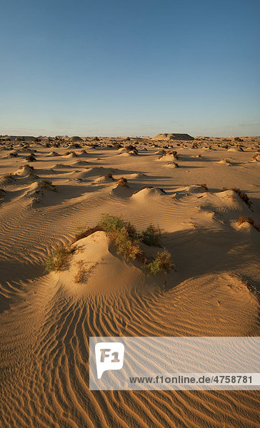 Abendlicht im Wadi Hinnis  Nationalpark Weiße Wüste  Libysche Wüste  Sahara  Ägypten  Nordafrika  Afrika
