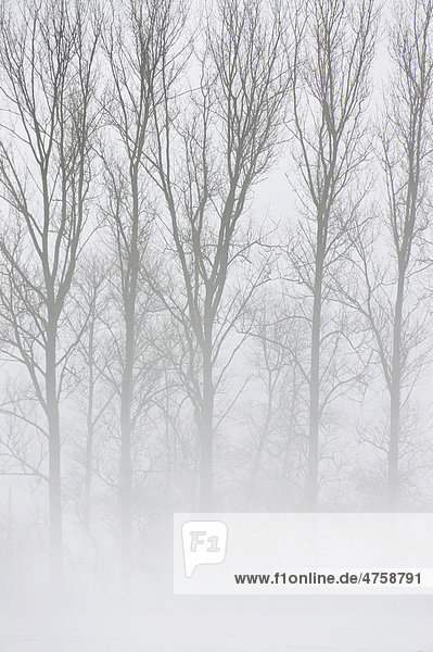 Bäume im Nebel der Kuppenrhön  Vorderrhön  Hessen  Deutschland  Europa