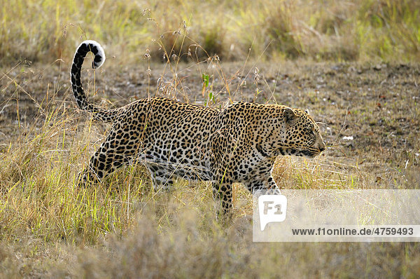 Leopard (Panthera pardus) Masai Mara National Reserve Kenia Ostafrika Afrika