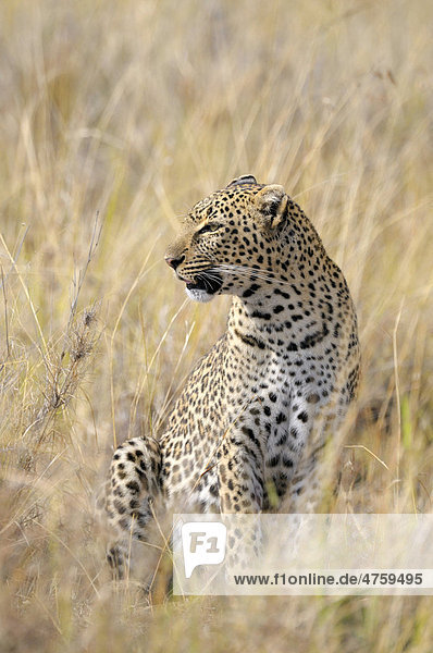 Leopard (Panthera pardus) Masai Mara National Reserve Kenia Ostafrika Afrika