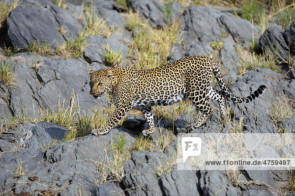 Leopard (Panthera pardus)  Masai Mara National Reserve  Kenia  Ostafrika  Afrika