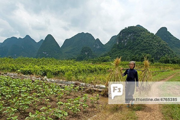 Peasant walking back from the rice field on a dirt road along the Yulong River  Yangshuo  Guangxi  China