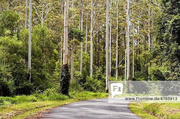 Road going through Gum tree forest  Coffs Harbour region  NSW  Australia