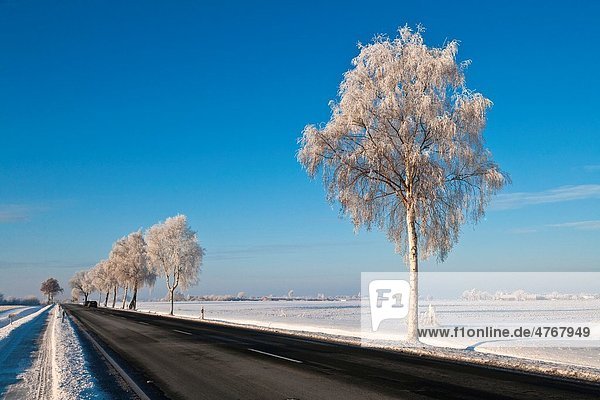Frosted trees and empty road in winter  Lower Saxony  Germany  Europe