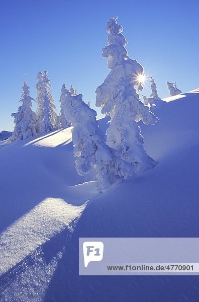 Winter forest at the Hochloenig Salzburg State Austria