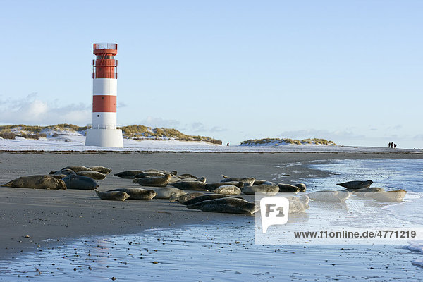 Robben am Strand Helgoland Schleswig-Holstein Deutschland Europa