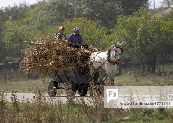 Horse cart with Maize (Zea mays) stalks for animal feed  Dropla  Dobrich Province  Bulgaria  Europe