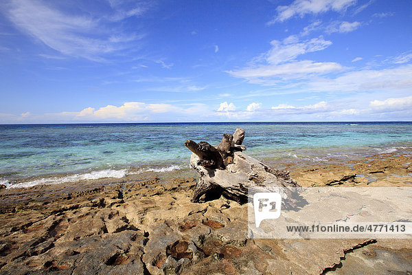 Baumstumpf am Strand von Bramble Haven,  Louisiade-Archipel,  Papua-Neuguinea
