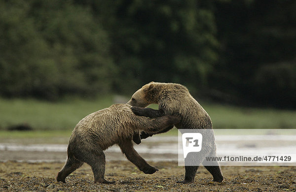 Grizzlybär (Ursus arctos horribilis)  ausgewachsene Weibchen im spielerischen Kampf  Kanada
