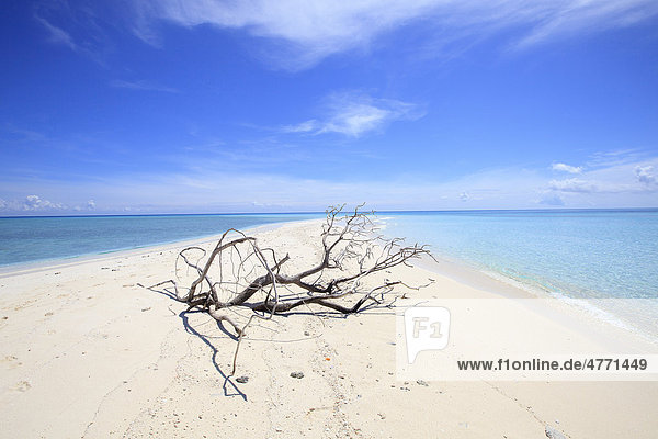 Kahler Baum am Strand von Bramble Haven  Louisiade-Archipel  Papua-Neuguinea
