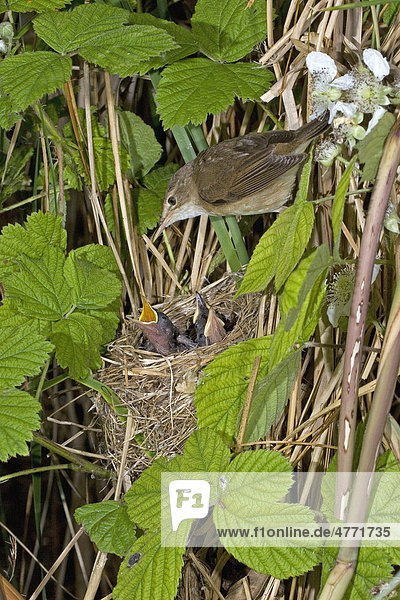 Teichrohrsänger (Acrocephalus scirpaceus)  ausgewachsener Vogel am Nest bei den Jungvögeln  Großbritannien  Europa