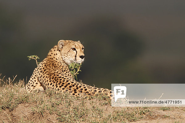 Gepard (Acinonyx jubatus) Masai Mara Kenia Afrika