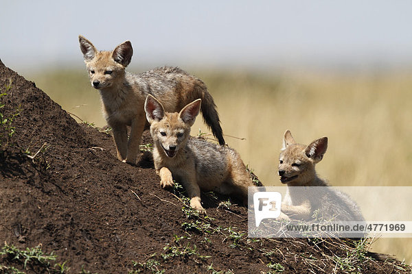 Junge Schakale  Schabrackenschakale (Canis mesomelas)  Masai Mara  Kenia  Afrika