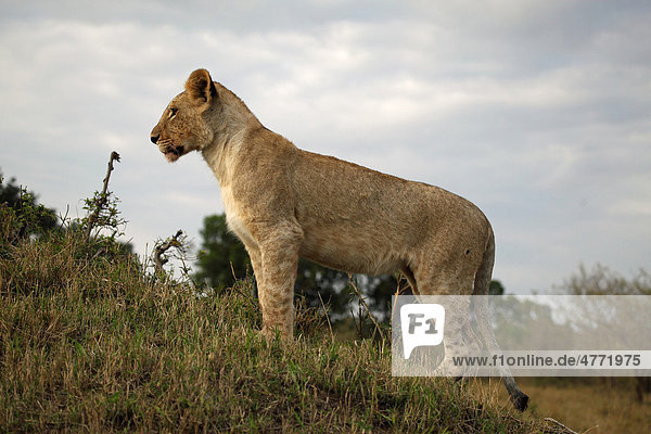 Löwe (Panthera leo)  Jungtier  Masai Mara  Kenia  Afrika