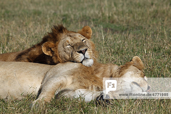 Zwei schlafende Löwen (Panthera leo)  männlich  Masai Mara  Kenia  Afrika