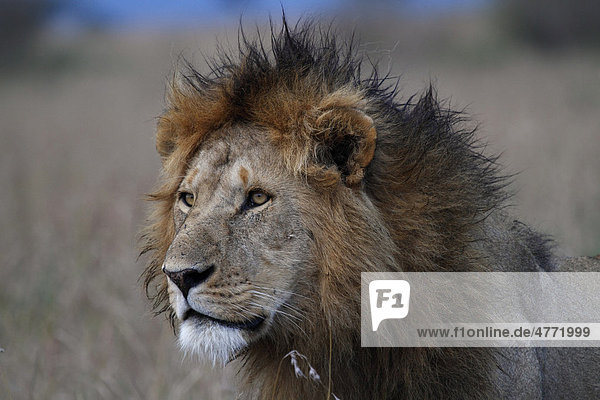 Löwe (Panthera leo)  männlich  Porträt  Masai Mara  Kenia  Afrika