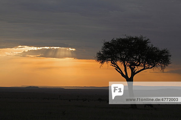 Sonnenuntergang  Masai Mara  Kenia  Afrika