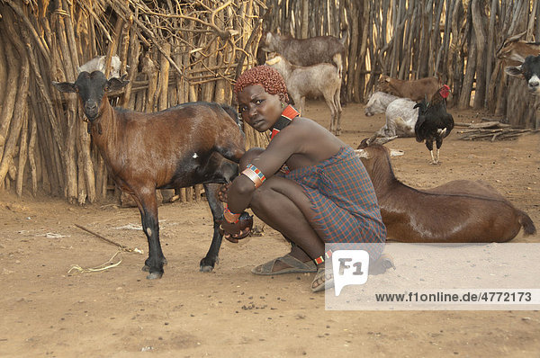 Hamar Frau melkt eine Ziege  Omo-Tal  Süd Äthiopien  Afrika