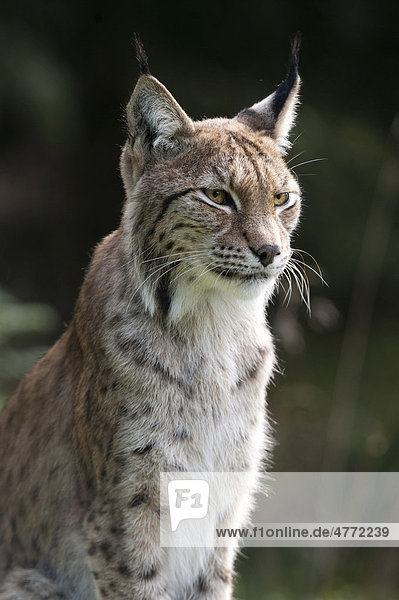 Eurasischer Luchs (Lynx lynx)  Weibchen  Porträt  Schweden  Europa