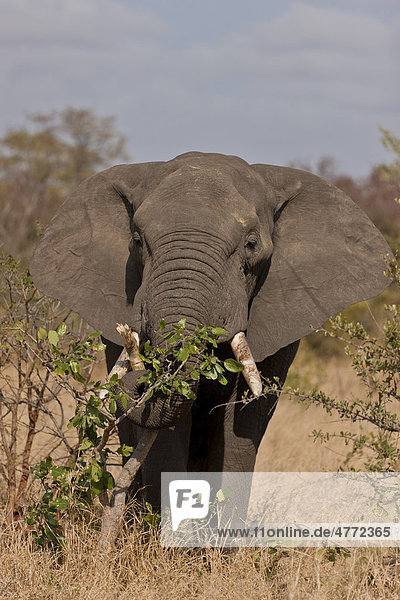 Afrikanischer Elefant (Loxodonta africana)  Krüger-Nationalpark  Südafrika  Afrika