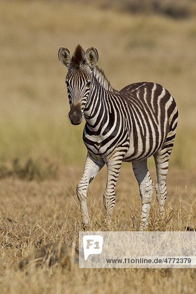 Steppenzebra (Equus quagga) im Busch Krüger-Nationalpark Südafrika Afrika Equus quagga Steppenzebra