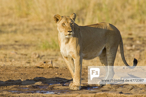 Lioness (Panthera leo) in the bush Kruger National Park South Africa