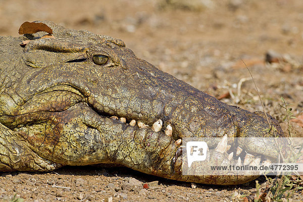 Nilkrokodil (Crocodylus niloticus)  Porträt  Krüger-Nationalpark  Südafrika  Afrika