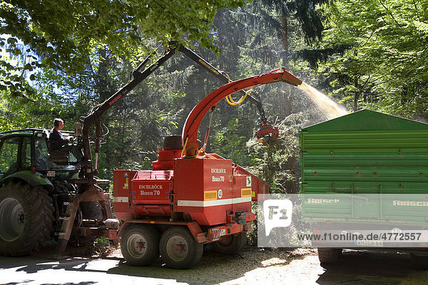 Energieholzgewinnung  Häckseln von Energieholz  Holzhäckselunternehmer beim Energieholzhäckseln  im Wald bei Wilzhofen  Oberbayern  Bayern  Deutschland  Europa