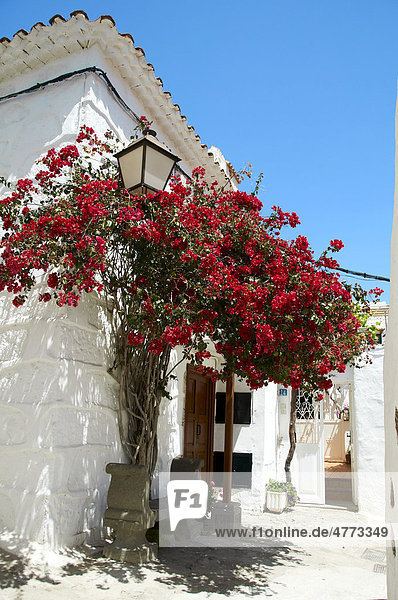 Side street with flowering bougainvillea bushes  Fataga  Gran Canaria  Canary Islands  Spain  Europe