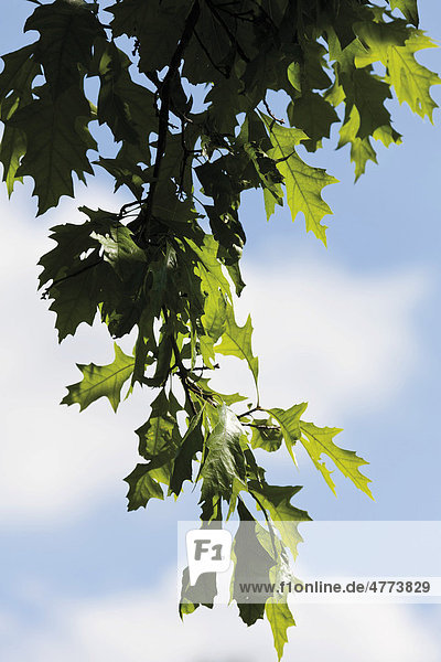 Zerreiche (Quercus†cerris)  Blätter