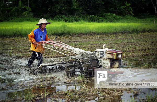 Man pflügt ein Reisfeld  Chiang Mai  Thailand  Asien