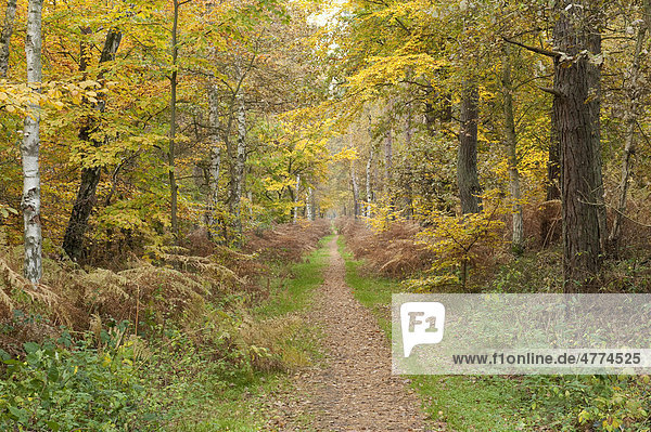 Weg im Herbstwald  Mecklenburg-Vorpommern  Deutschland  Europa