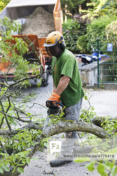 Ein Holzfäller beim stückweisen Zersägen eines Baumes mit der Motorsäge  Deutschland  Europa