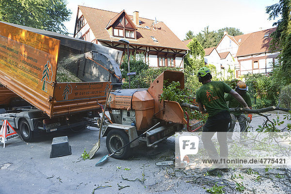 Ein Holzfäller wirft einen stückweise zersägten Baum in eine Maschine zum Zerkleinern  Deutschland  Europa