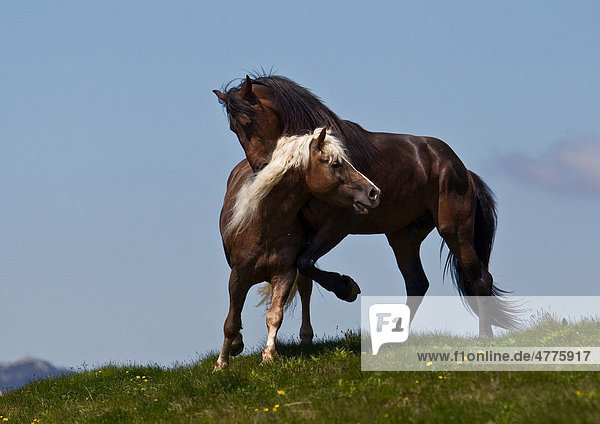 Ein Pferd beißt ein anderes in den Nacken  Sommeralm  Steiermark  Österreich  Europa