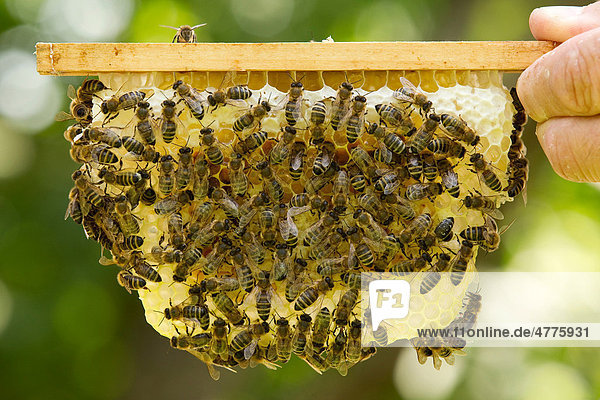 Hand hält kleine Bienenwabe mit vielen Honigbienen
