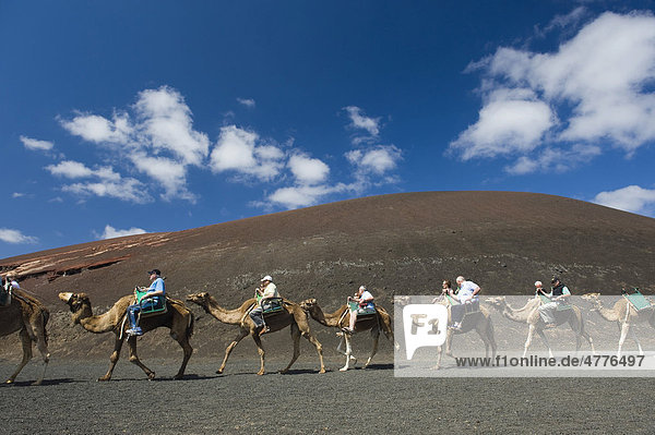 Tourists riding camels in Montana del Fuego de Timanfaya National Park  Lanzarote  Canary Islands  Spain  Europe