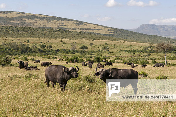 Afrikanische Büffel oder Kaffernbüffel (Syncerus caffer)  Masai Mara Nationalpark  Kenia  Afrika