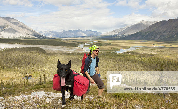 Young woman hiking  pack dog  Alaskan Husky  sled dog  carrying a dog pack  backpack  Wind River and Mackenzie Mountains behind  Yukon Territory  Canada