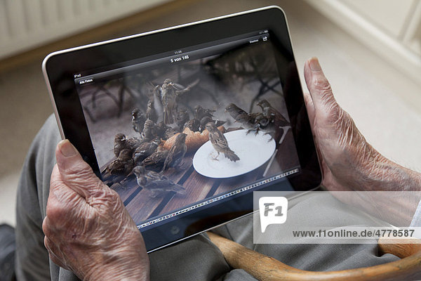 Senior betrachtet Foto von kämpfenden Spatzen auf seinem iPad  Nahaufnahme Hände