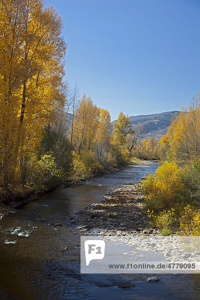 Espen entlang des Fraser Flusses im Herbst  Granby  Colorado  USA